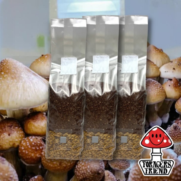 All-in-One Mushroom Grow Bag Pack of 3 | Grow Mushrooms | Easy for Beginners | Includes Gloves & Alcohol Swabs | Just add Spores!